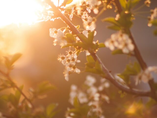 Understanding Ritu Sandhi – The Seasonal Junction